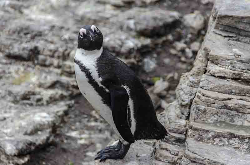 18 - Pinguino Africano - Betty's Bay - Sudafrica